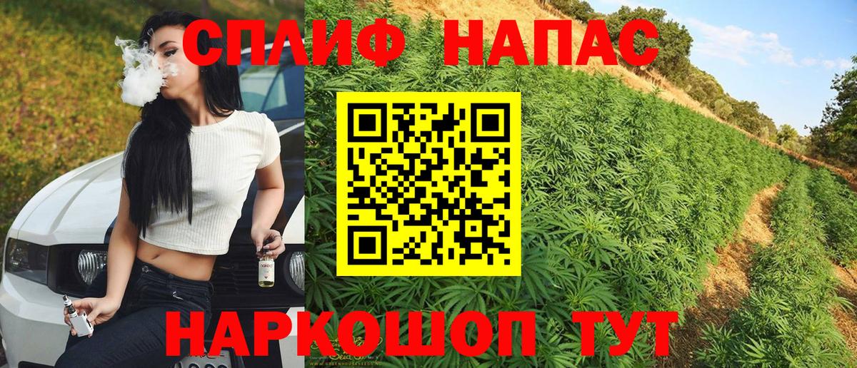 Каннабис планчик Кисловодск